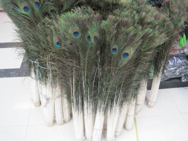 Lông công phong thủy 80-90cm