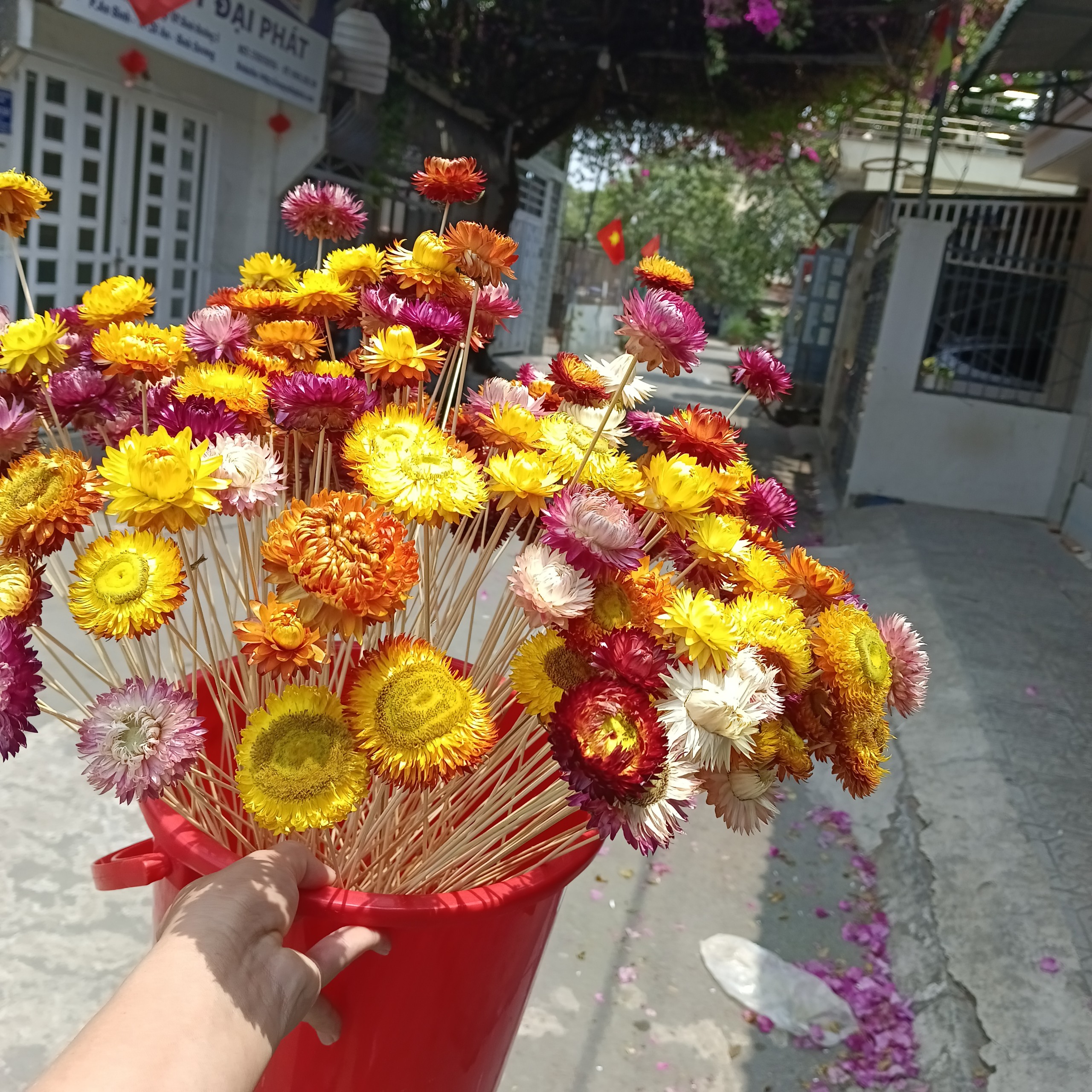 Hoa cúc bất tử khô thân tăm tre trang trí