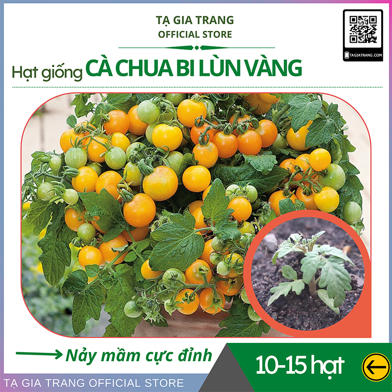 Hạt giống cà chua bi lùn vàng - Gói 0,1g