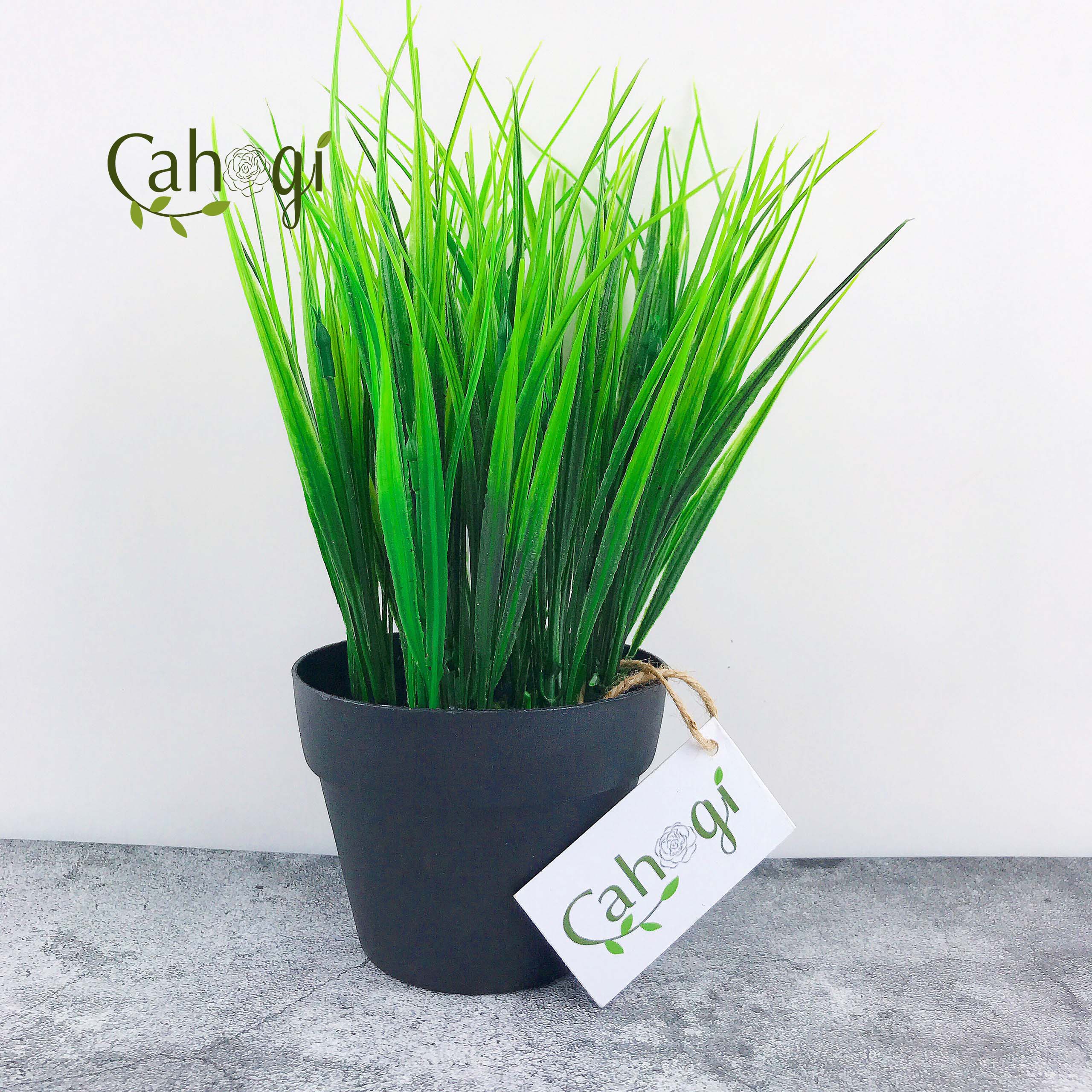 Chậu Cây Giả Chậu Lúa Mạ Non Cắm Sẵn