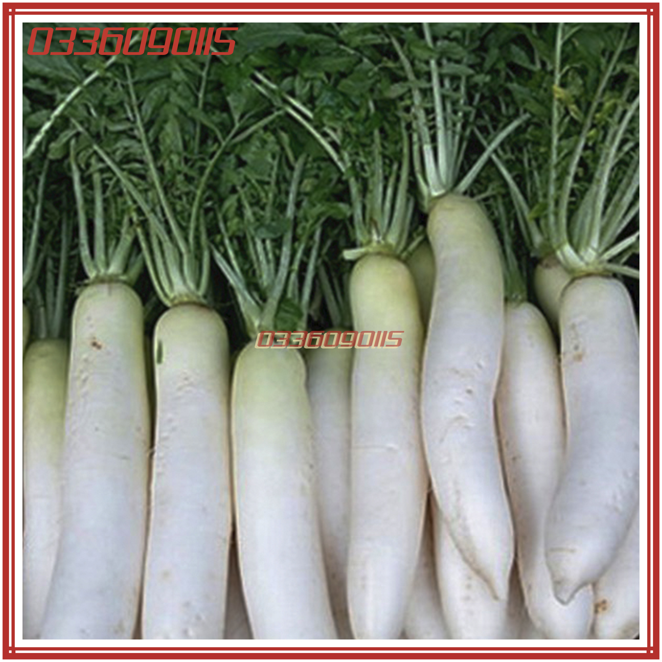 20gr Hạt giống củ cải trắng cao sản - hạt tuyển chọn loại 1