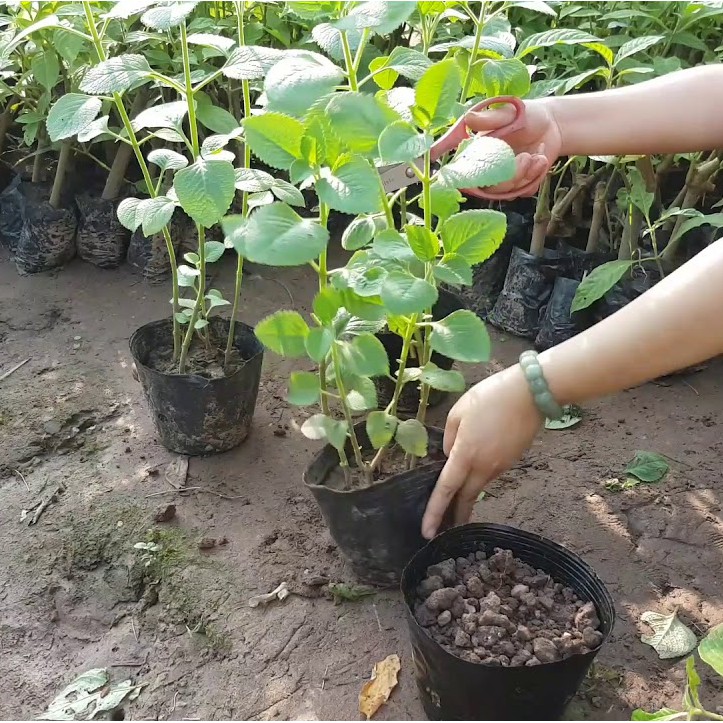 COMBO 12 cành húng chanh thuốc ho
