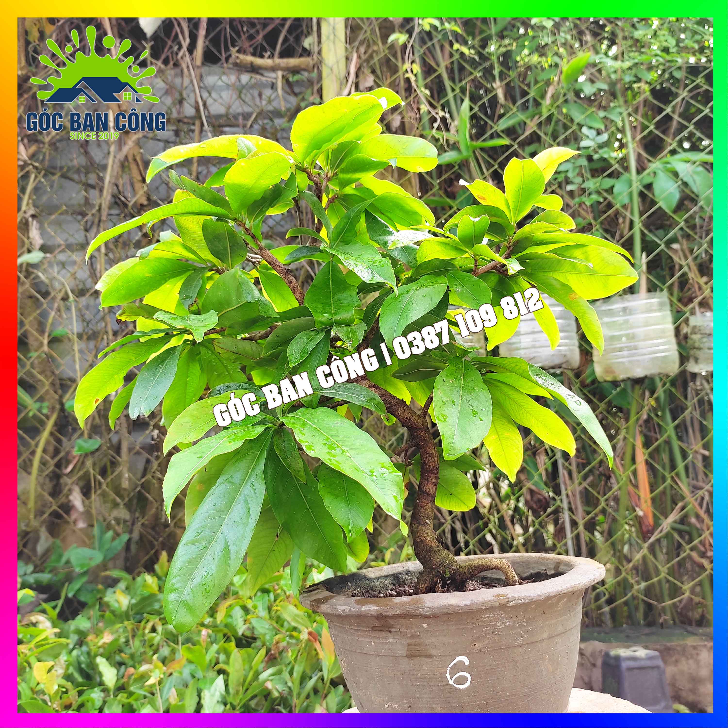 Mai vàng gốc quái dáng bonsai mini - t2206