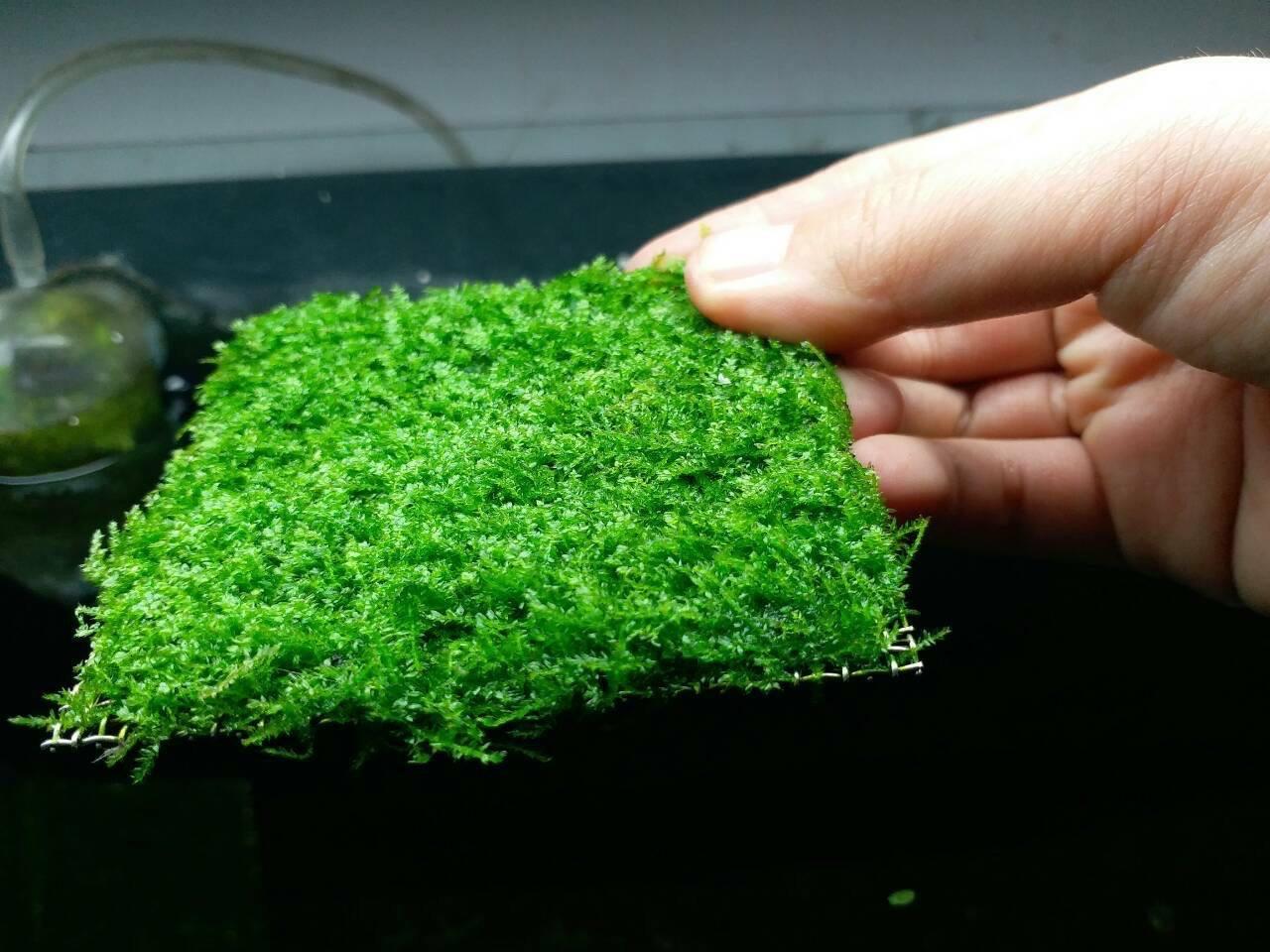 Vỉ rêu mini taiwan -10x10cm