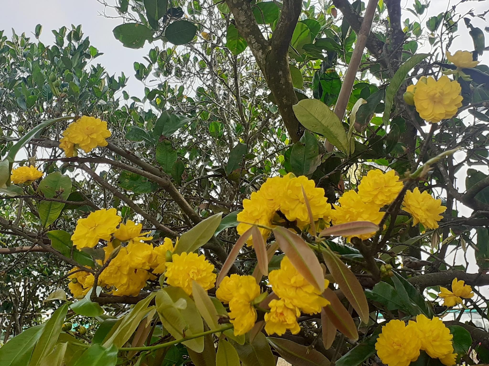 Hoa Mai cúc 150 cánh loại cây trung 2 mùa