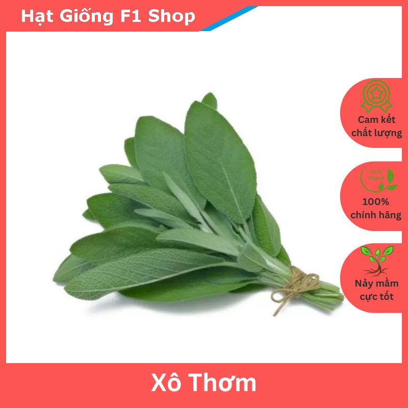 Hạt Giống Cây Xô Thơm (Sage) (20H) (112.F1)