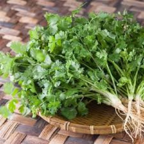Hạt Giống Rau Mùi Tía ( Mùi Ta) -  Túi 20 gram Chất Lượng Cao - Dễ Trồng.