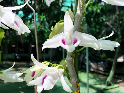 Hoa phong lan phi điệp 5ct cánh trắng phú thọ gieo hạt