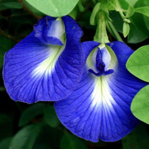 Hạt giống Hoa Đậu Biếc đơn