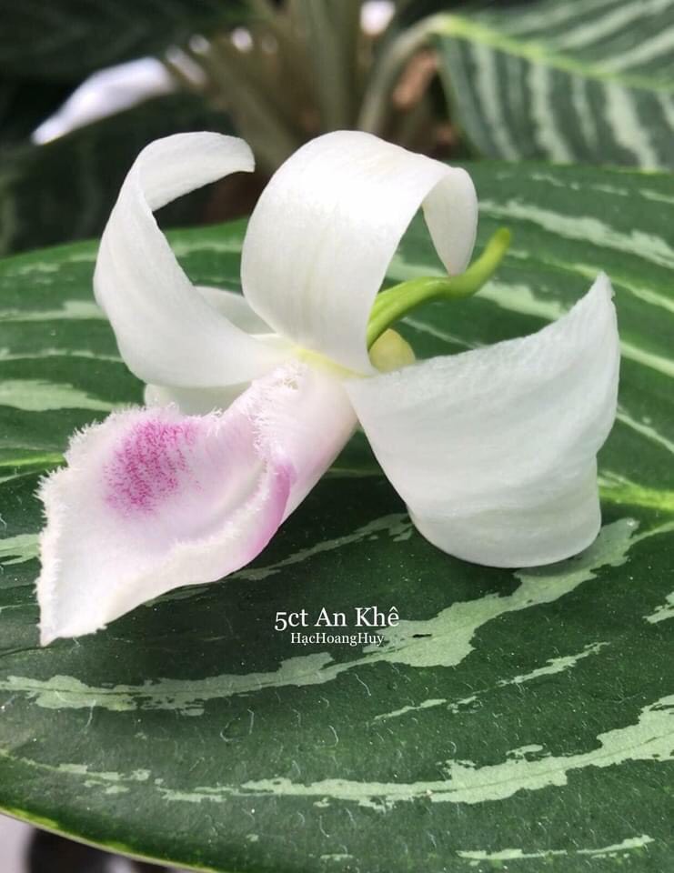 Phi điệp 5ct an khê hàng cây giống thuần tại vườn