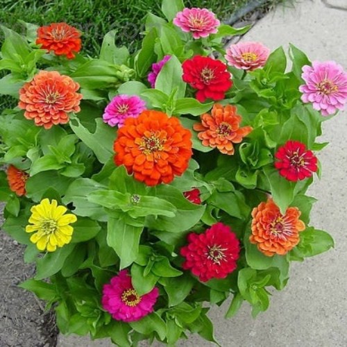 MJ4C GÓI 20 Hạt giống hoa cúc ngũ sắc ( cúc lá nhám) HẠT GIỐNG MỚI HÁI NẢY MẦM TỐT