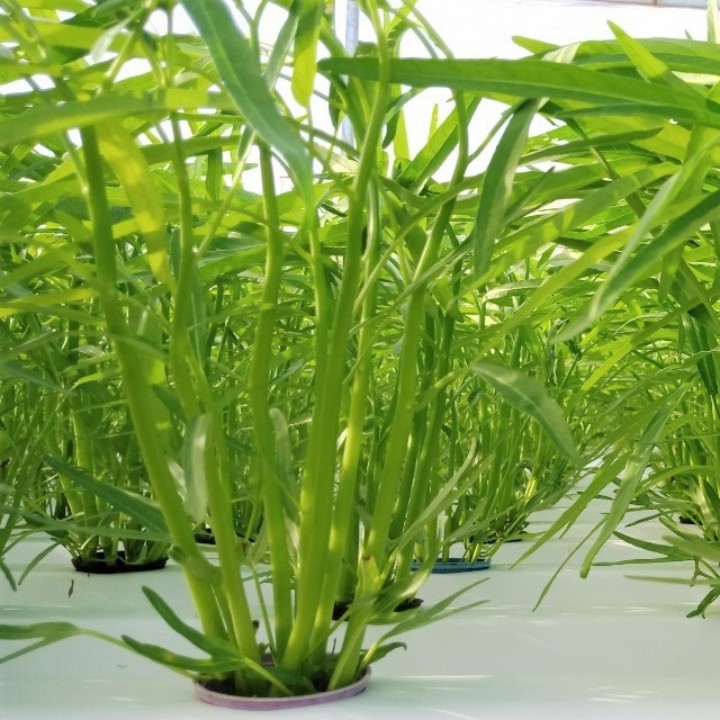 Hạt giống rau muống Đại Địa 1kg