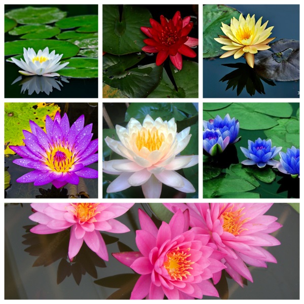 Hạt giống hoa Súng Nhật Mini nhiều màu PSV153 | Phởms Market