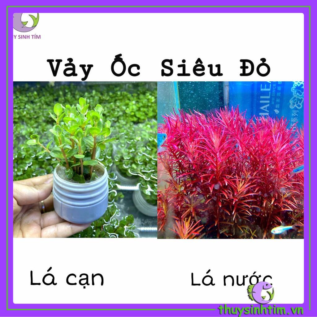 Cây cắt cắm vảy ốc siêu đỏ - cây thủy sinh lá cạn