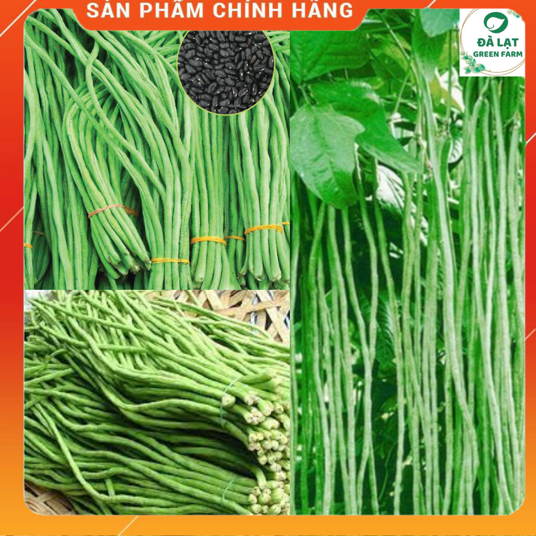 20GR_HẠT GIỐNG ĐẬU ĐŨA DÀI SIÊU TRÁI