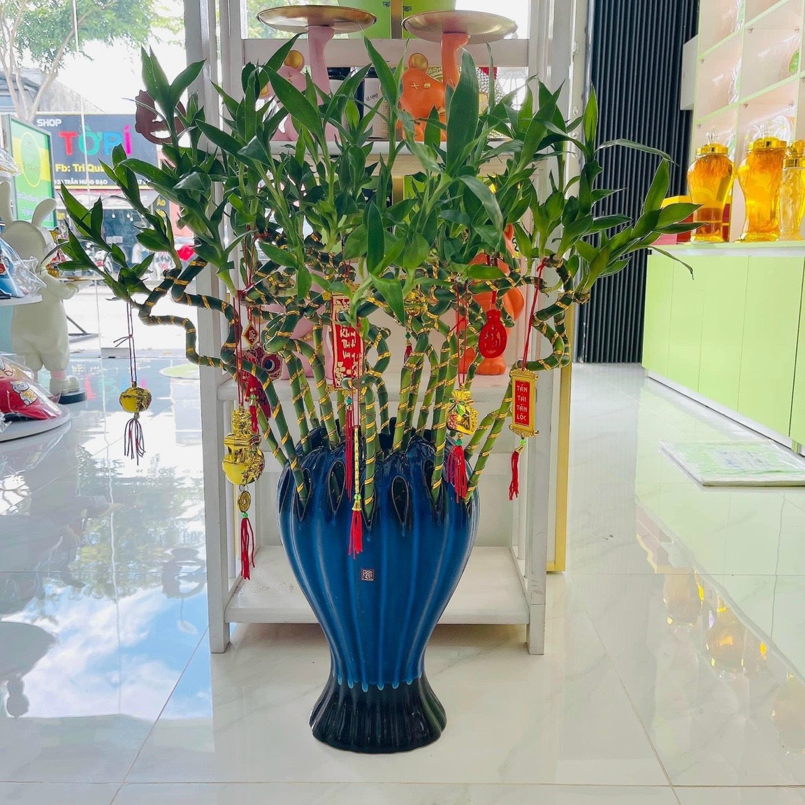 Cây phát tài xoắn thuỷ sinh - cây phát lộc đầu rồng, trúc tài lộc may mắn, hoa thở cúng, trang trí nhà cửa và để bàn