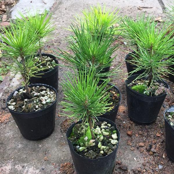 Sale Hạt giống thông nhật