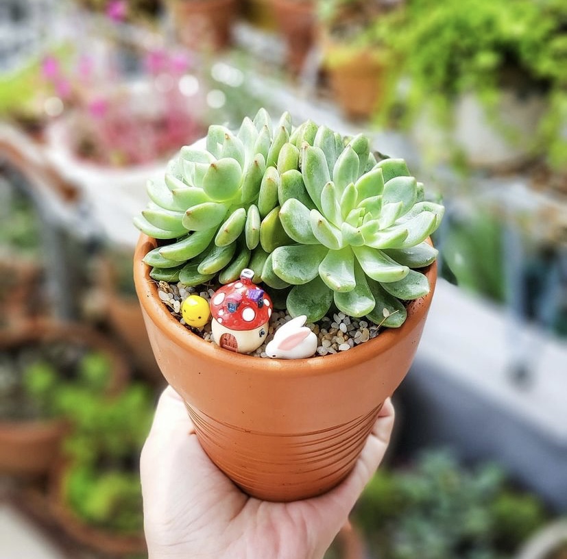 Sen đá đà lạt + chậu + tiểu cảnh trang trí + đất trồng như hình