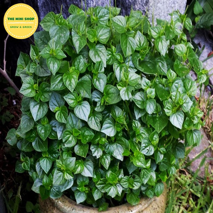 Hạt giống rau càng cua Rạng Đông RADO 666 gói 0.5g cây sinh trưởng tốt