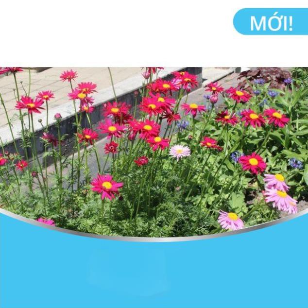 Hạt giống hoa cúc thơm /cúc đuổi muỗi