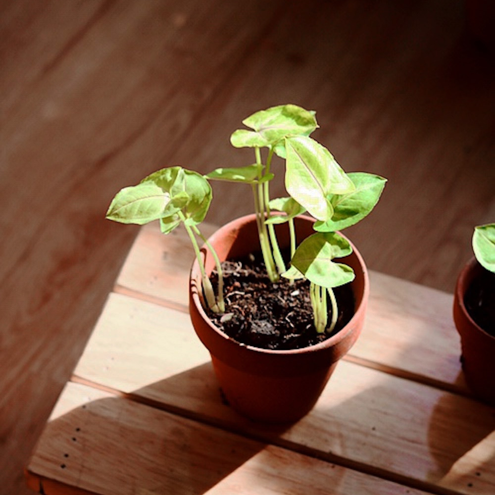 Chậu cây Syngonium Golden Illusion - Môn 'Golden Illusion'