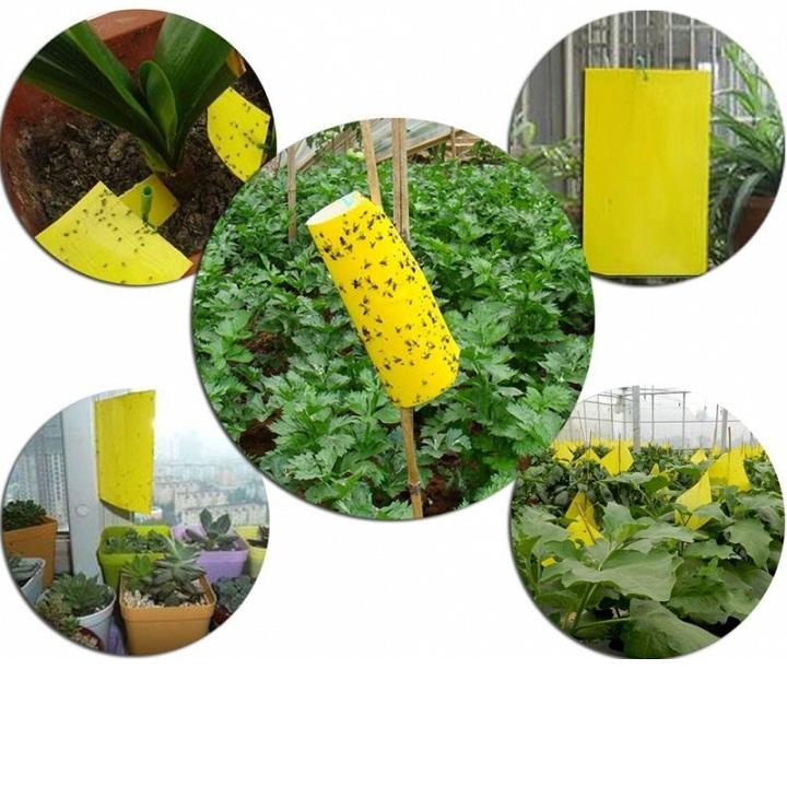 10 Miếng bẫy dính ruồi vàng 15x25cm