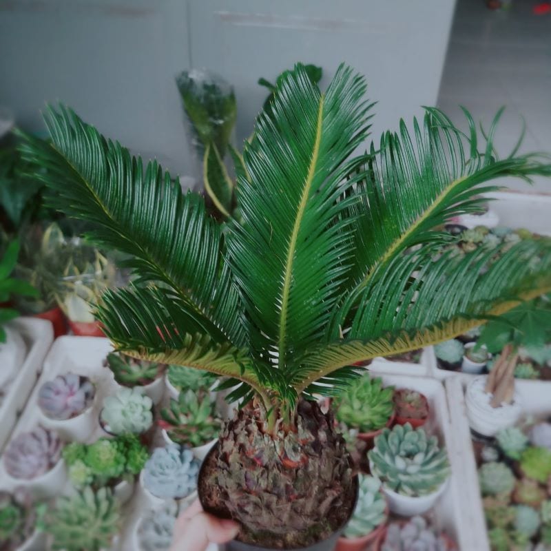 Cây giống thiên tuế - CayGiongTot