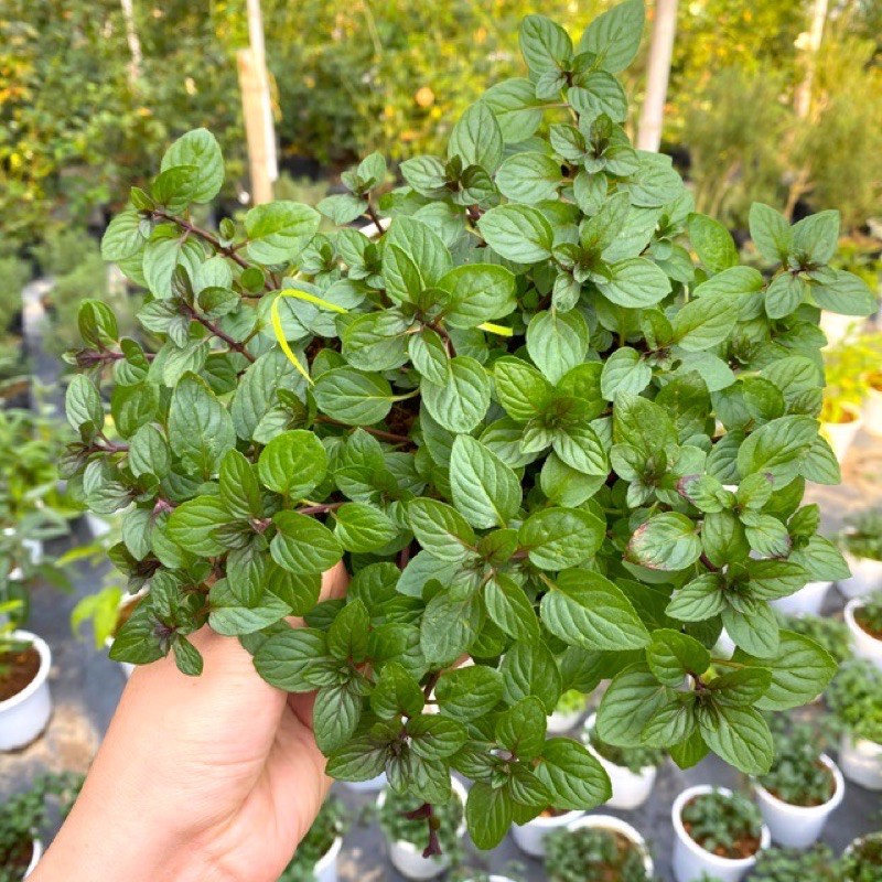 [HCM]BẠC HÀ CHOCOMINT