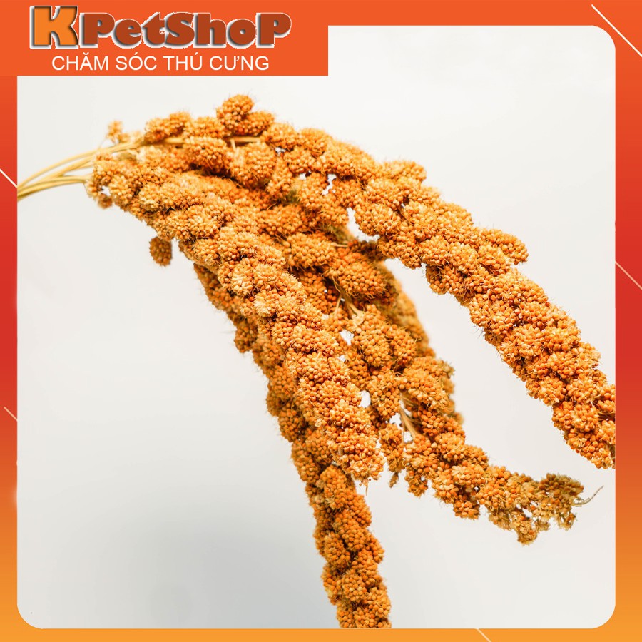 Kê chùm nguyên cành cho chuột Hamster, sóc, chim - Kê 5 Nhánh Việt