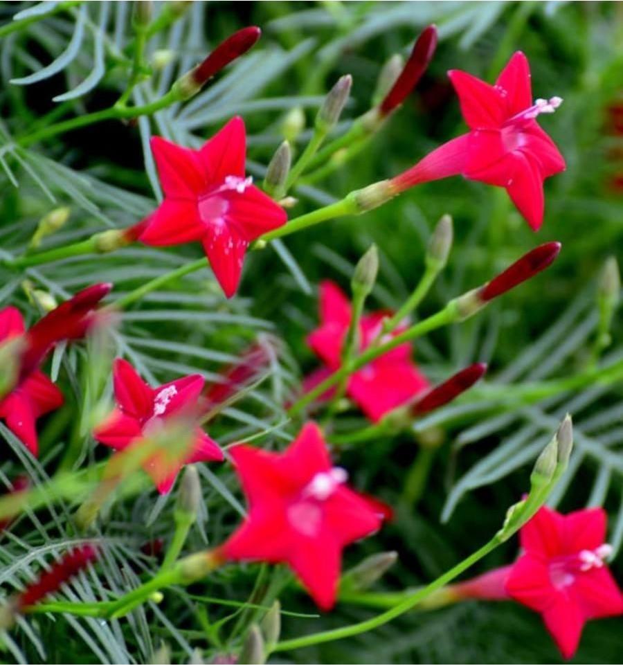 Gói 20 hạt giống hoa tóc tiên đỏ dây leo