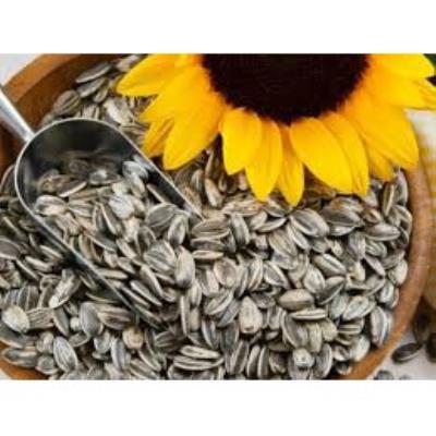 Hạt hướng dương bà già trắng rang muối của Nga 100g