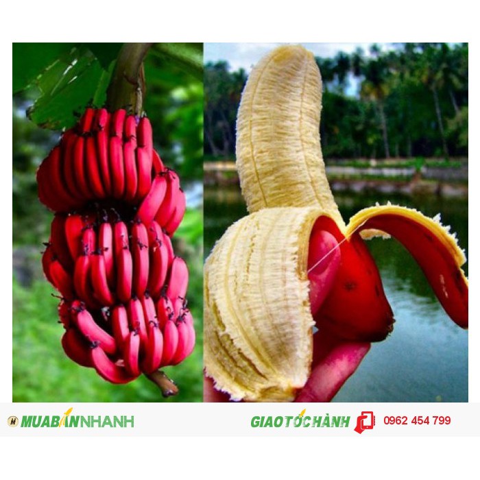 Cây giống chuối đỏ ngọt thơm - hàng cây giống chuẩn f1