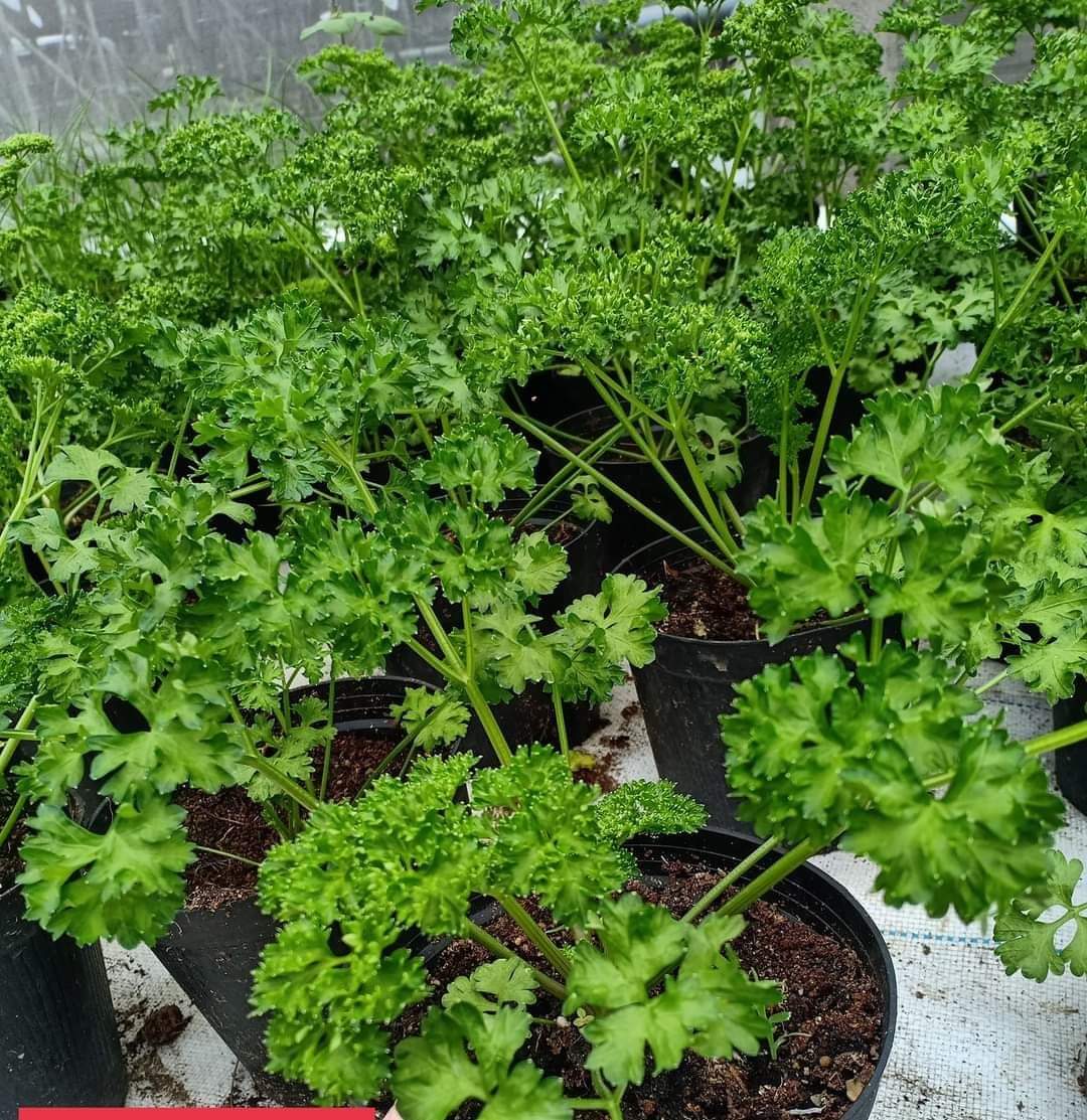 Cây Ngò Tây Parsley Plant