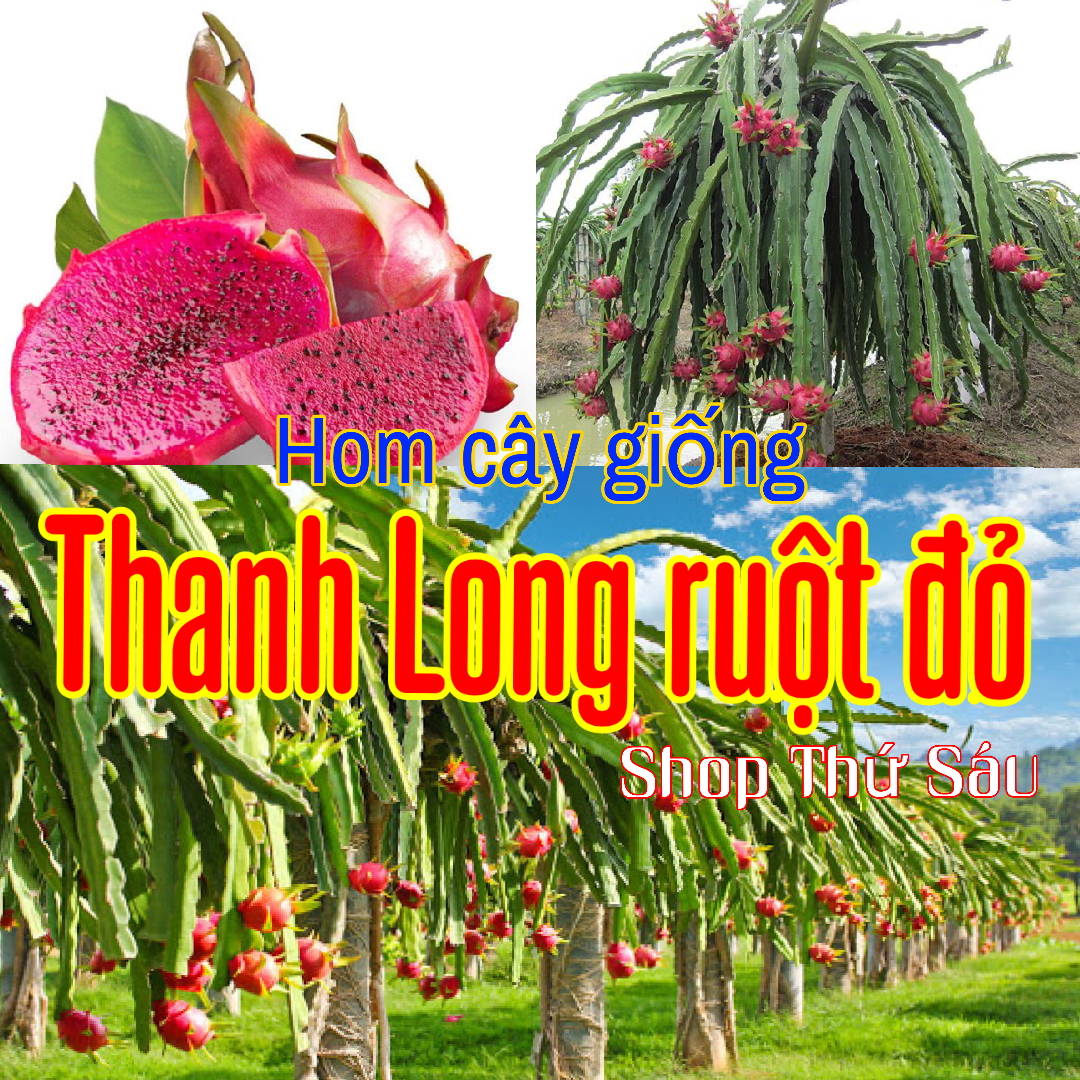 Hom Thanh Long ruột đỏ ( 3 Hom dài 20-25cm.  Hom khỏe, nẩy mầm mạnh. ra trái sau 1 năm. Trái sai thơm ngon bổ dưỡng..