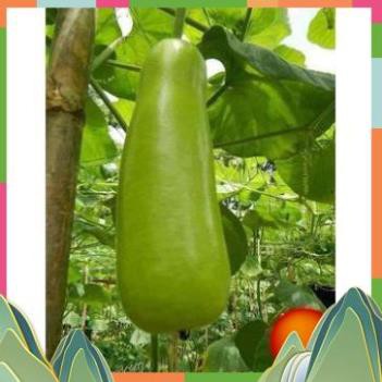 Hạt giống bầu bốn mùa