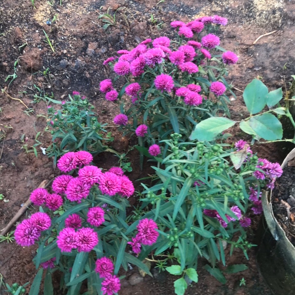 combo 10 Cây giống hoa thạch thảo