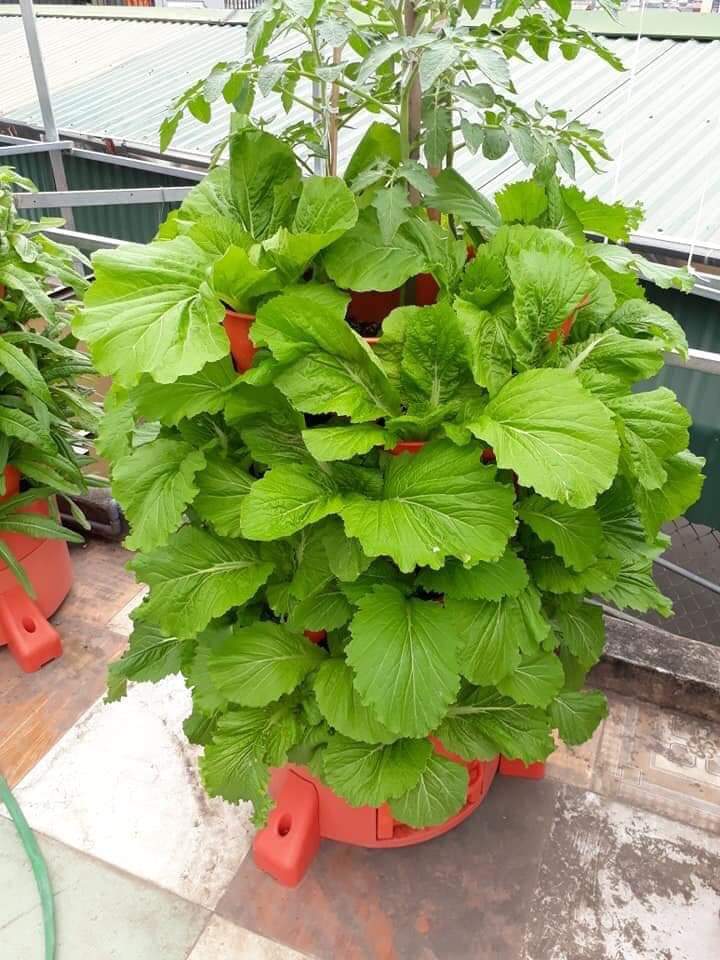 Tháp trồng rau hữu cơ Eco Việt Nam