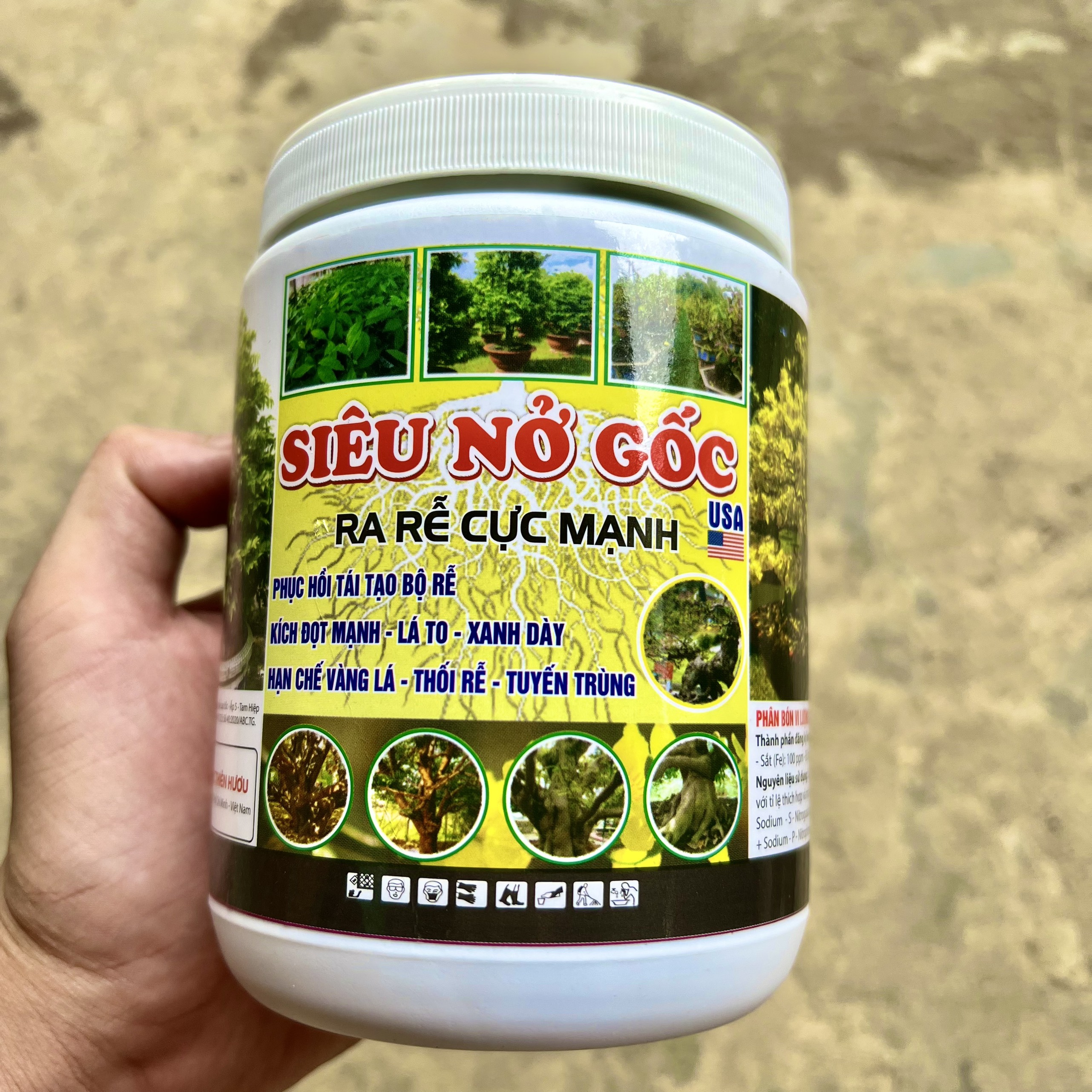 Mập thân mập đọt kích rễ cực mạnh xanh cây dày lá