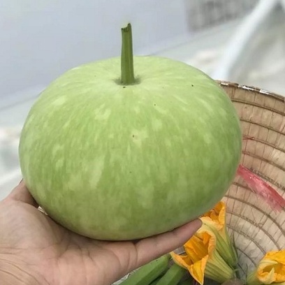 Hạt giống bầu tròn Thái lan gói 5gr ~ 25 hạt nhập nguyên gói
