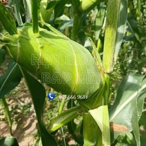Hạt giống bắp nếp dẻo chính hãng gói 1 kg tặng 1kg bắp nếp nù sữa