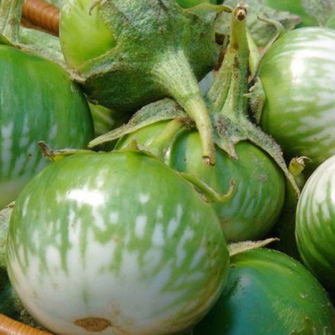 30 Hạt giống cà dĩa năng suất cao