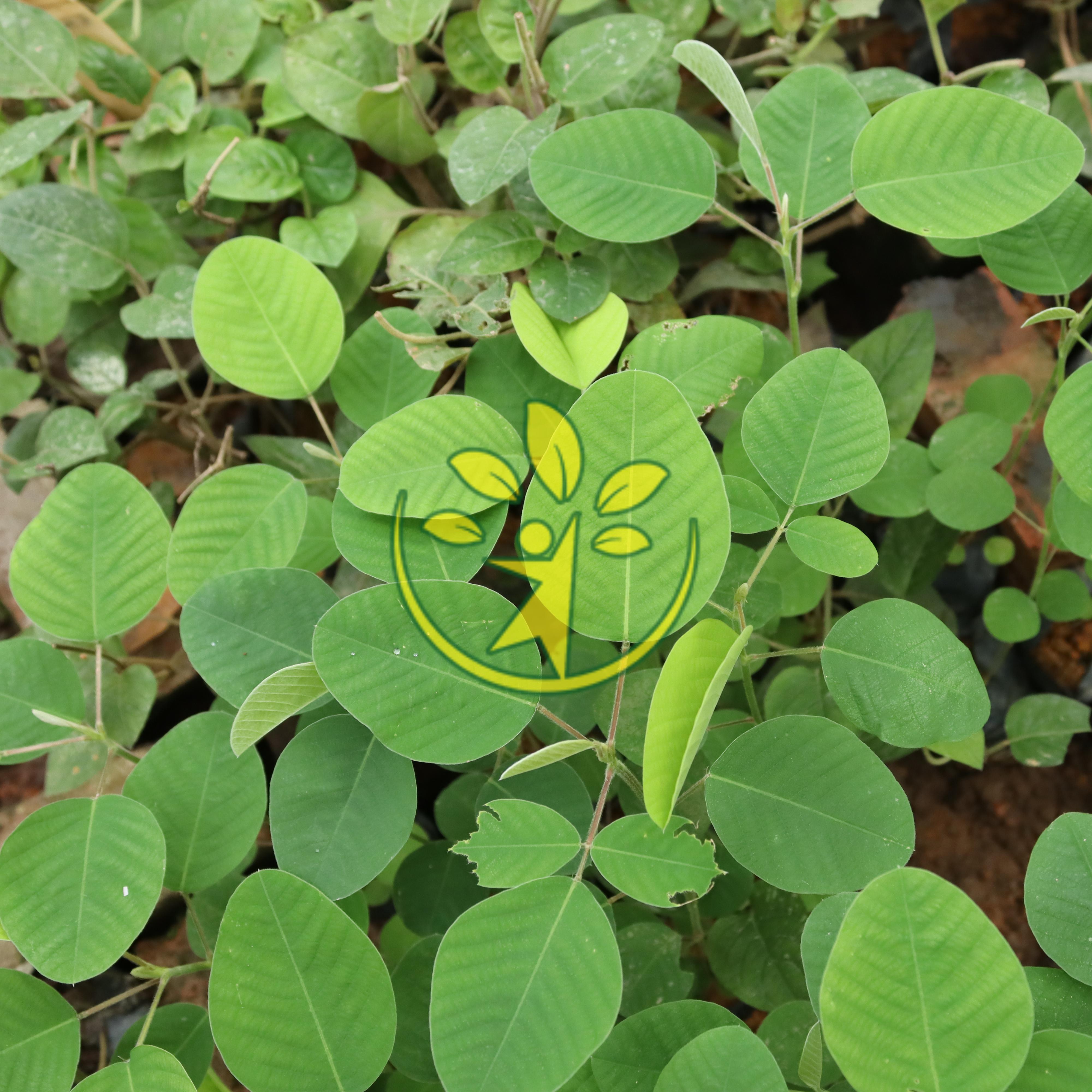 Bầu giống kim tiền thảo - MUA 3 TẶNG 1 - Bảo hành chuẩn giống