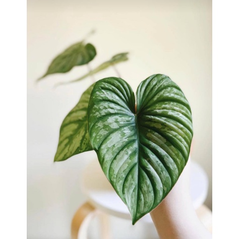 Philodendron Mamei Silver Cloud