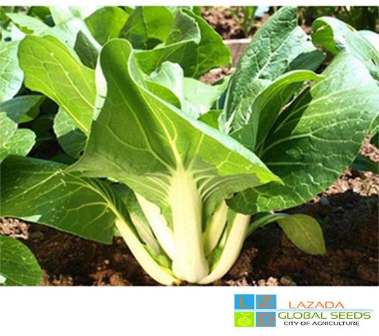 [HCM]Cải bẹ trắng Rado 725 -hạt giống rau ăn lá -gói 20 gram .