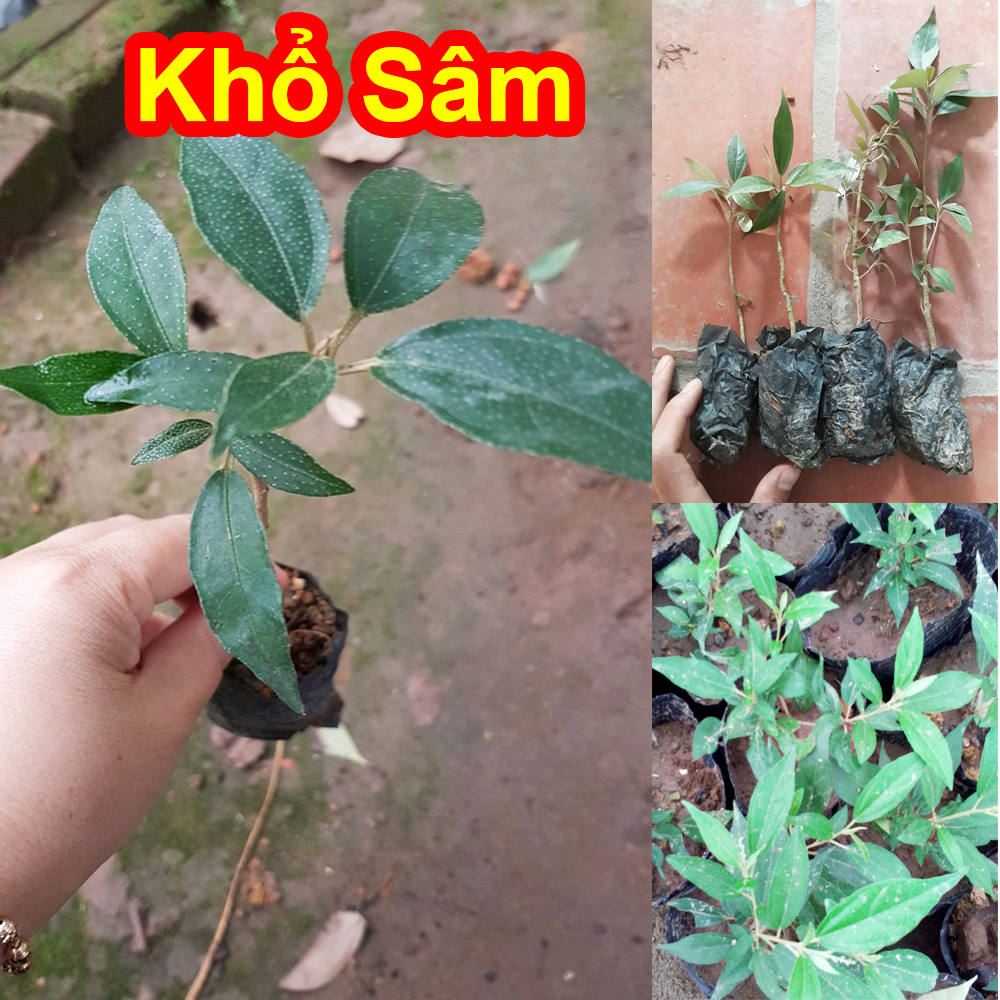 Cây giống khổ sâm