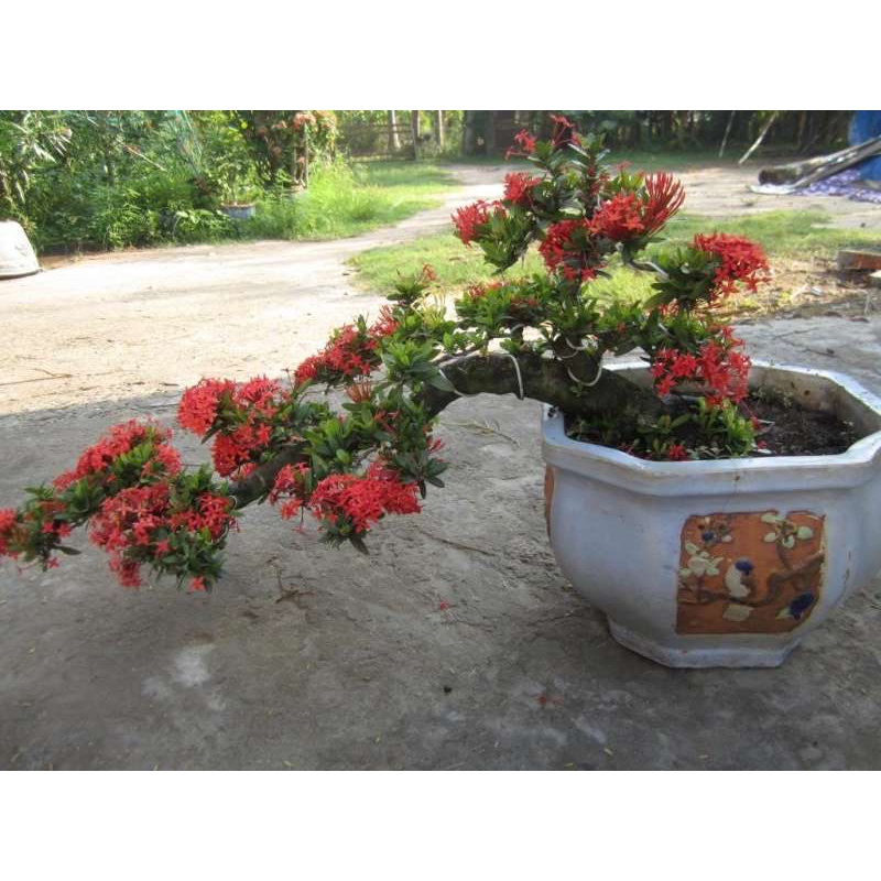 Cây giống bông trang sen đỏ