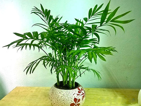 Cây cau tiểu trâm, cau tiểu châm, thanh lọc không khí trang trí nhà cửa cam kết chất lượng