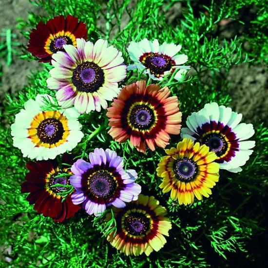 Hạt Giống Cúc chi 3 màu Rainbow Mix 50 Hạt/ Gói golden seed