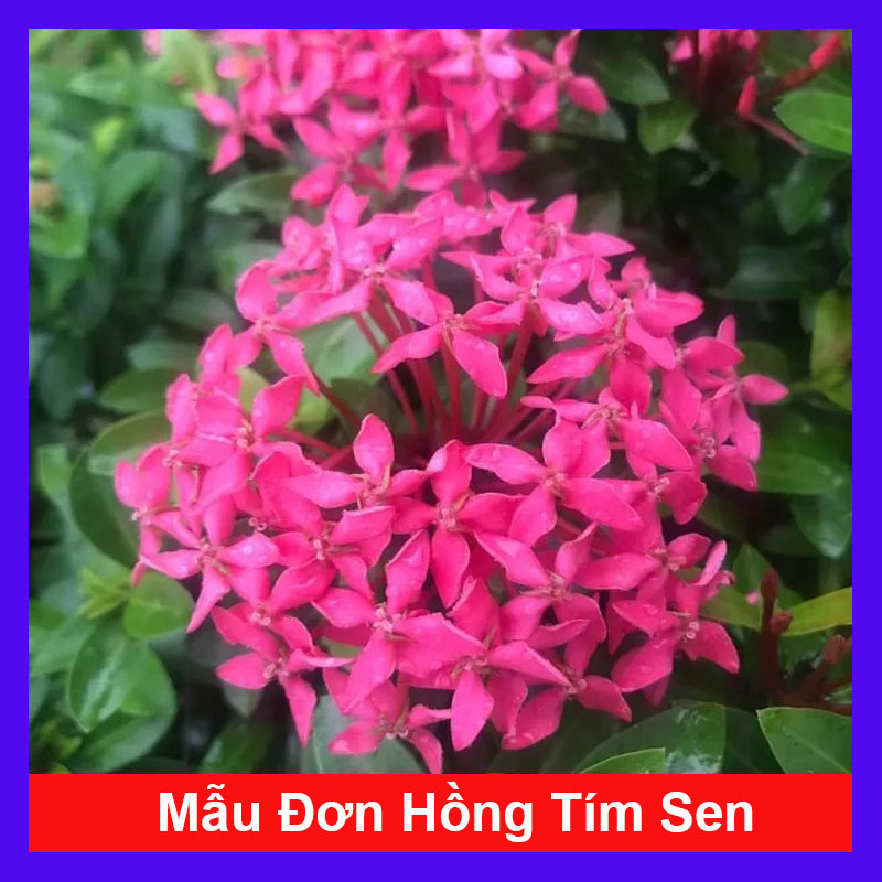 Mẫu Đơn Hồng Tím Sen ( bông trang hồng tím sen ) - Cây cảnh sân vườn