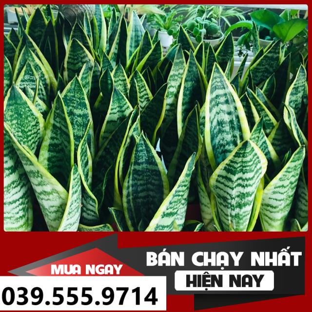 Chậu 3 cây lưỡi hổ - Chậu Nhựa
